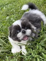 Boy puppy 1 , a male Shih Tzu for sale in Seaman, OH – 2 of 4