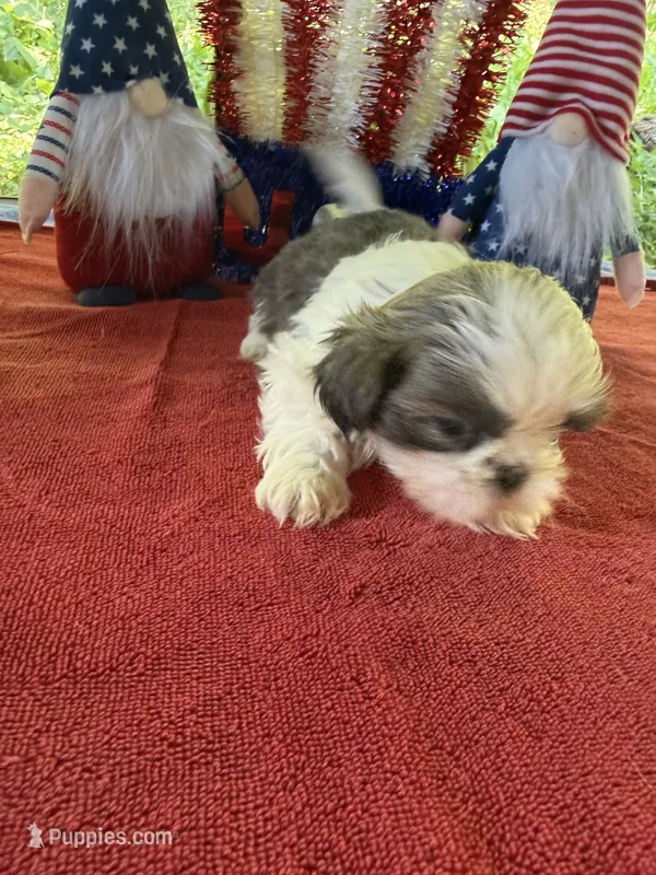 Girl puppy 2  – Shih Tzu puppy for sale in Seaman, OH