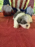 Girl puppy 2 , a female Shih Tzu for sale in Seaman, OH – 1 of 3