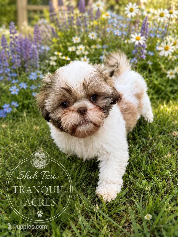 Brown & White Girl – Shih Tzu puppy for sale in Seaman, OH