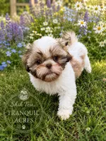 Brown & White Girl, a female Shih Tzu for sale in Seaman, OH – 1 of 8