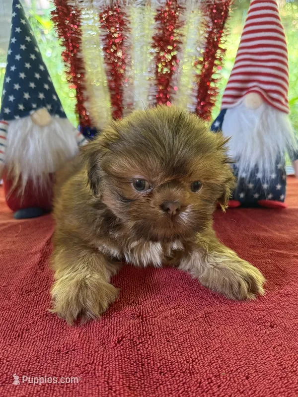 Girl puppy 1 – Shih Tzu puppy for sale in Seaman, OH