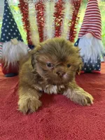 Girl puppy 1, a female Shih Tzu for sale in Seaman, OH – 1 of 2