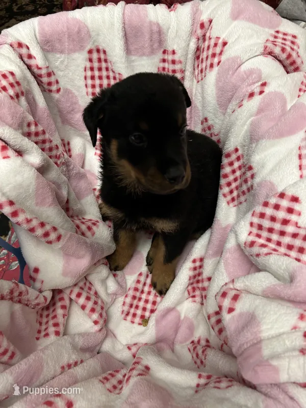 N/A, a male Rottweiler for sale in Henrico, VA – Photo 1 of 1