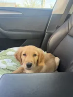Charlie Brown, a male Golden Retriever for sale in Visalia, CA – 10 of 10
