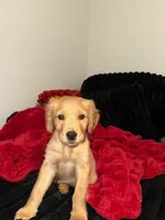 Charlie Brown, a male Golden Retriever for sale in Visalia, CA – 4 of 10