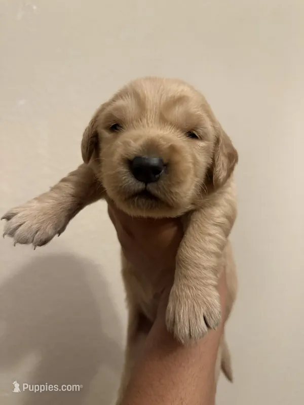 Kattie Mae  – Golden Retriever puppy for sale in Visalia, CA