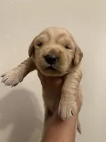 Kattie Mae , a female Golden Retriever for sale in Visalia, CA – 4 of 9