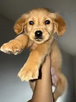 Charlie Brown, a male Golden Retriever for sale in Visalia, CA – 9 of 10