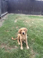 Charlie Brown, a male Golden Retriever for sale in Visalia, CA – 7 of 10