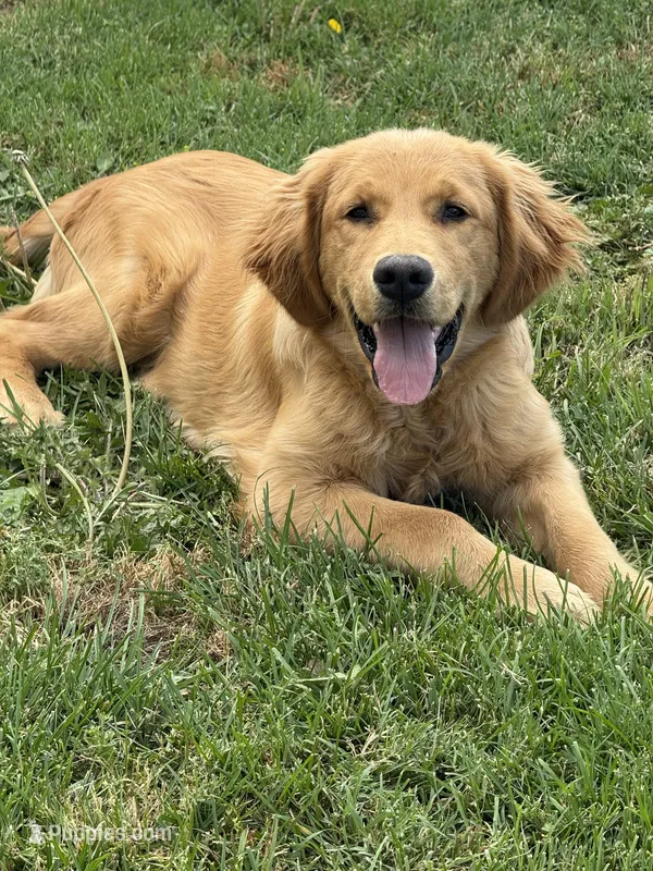 Charlie Brown – Golden Retriever puppy for sale in Visalia, CA