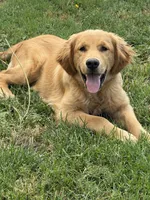 Charlie Brown, a male Golden Retriever for sale in Visalia, CA – 1 of 10