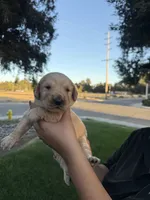 Kattie Mae , a female Golden Retriever for sale in Visalia, CA – 9 of 9