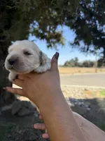 Linda , a female Golden Retriever for sale in Visalia, CA – 5 of 5