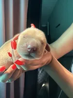 Kattie Mae , a female Golden Retriever for sale in Visalia, CA – 2 of 2