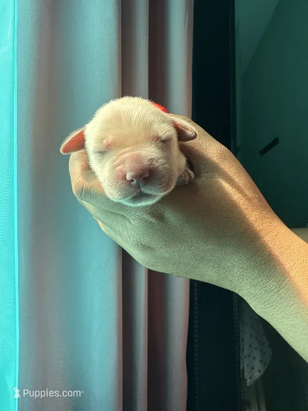 Kattie Mae  – Golden Retriever puppy for sale in Visalia, CA