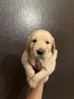 Kattie Mae , a female Golden Retriever for sale in Visalia, CA – 8 of 9