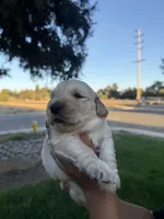 Wafer , a male Golden Retriever for sale in Visalia, CA – 5 of 6