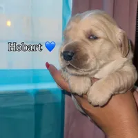 Hobart , a male Golden Retriever for sale in Visalia, CA – 2 of 5