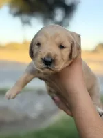 Kattie Mae , a female Golden Retriever for sale in Visalia, CA – 6 of 9