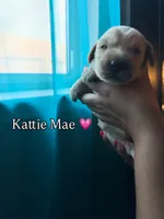 Kattie Mae , a female Golden Retriever for sale in Visalia, CA – 5 of 9
