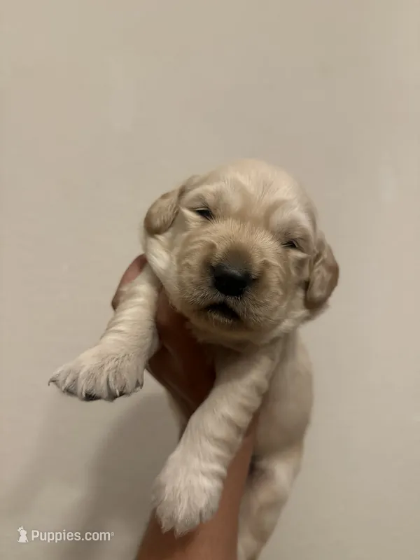 Wafer  – Golden Retriever puppy for sale in Visalia, CA