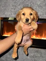 Charlie Brown, a male Golden Retriever for sale in Visalia, CA – 8 of 10