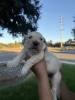 Wafer , a male Golden Retriever for sale in Visalia, CA – 6 of 6