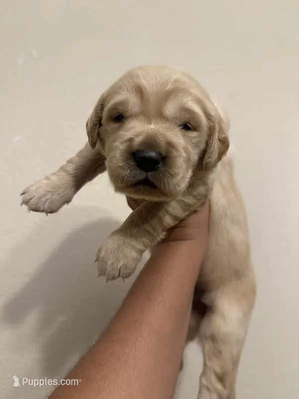 Hobart  – Golden Retriever puppy for sale in Visalia, CA