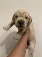 Hobart , a male Golden Retriever for sale in Visalia, CA – 1 of 5