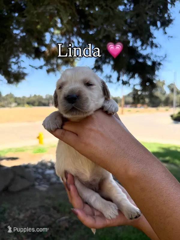 Linda  – Golden Retriever puppy on hold in Visalia, CA