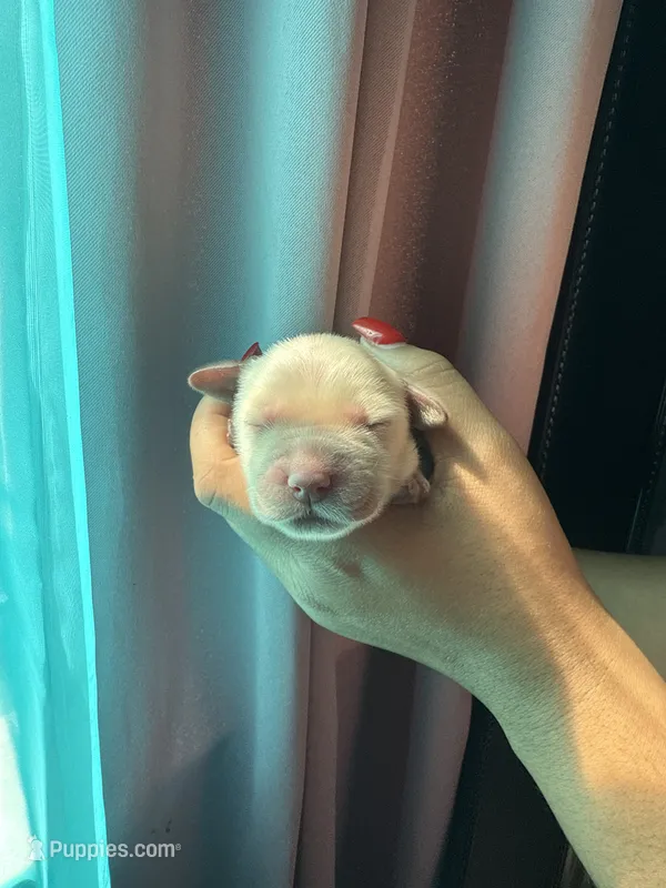 Hobart  – Golden Retriever puppy for sale in Visalia, CA