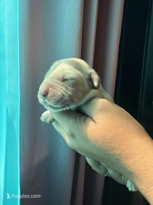 Wafer  – Golden Retriever puppy for sale in Visalia, CA