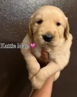 Kattie Mae , a female Golden Retriever for sale in Visalia, CA – 7 of 9