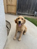 Charlie Brown, a male Golden Retriever for sale in Visalia, CA – 6 of 10