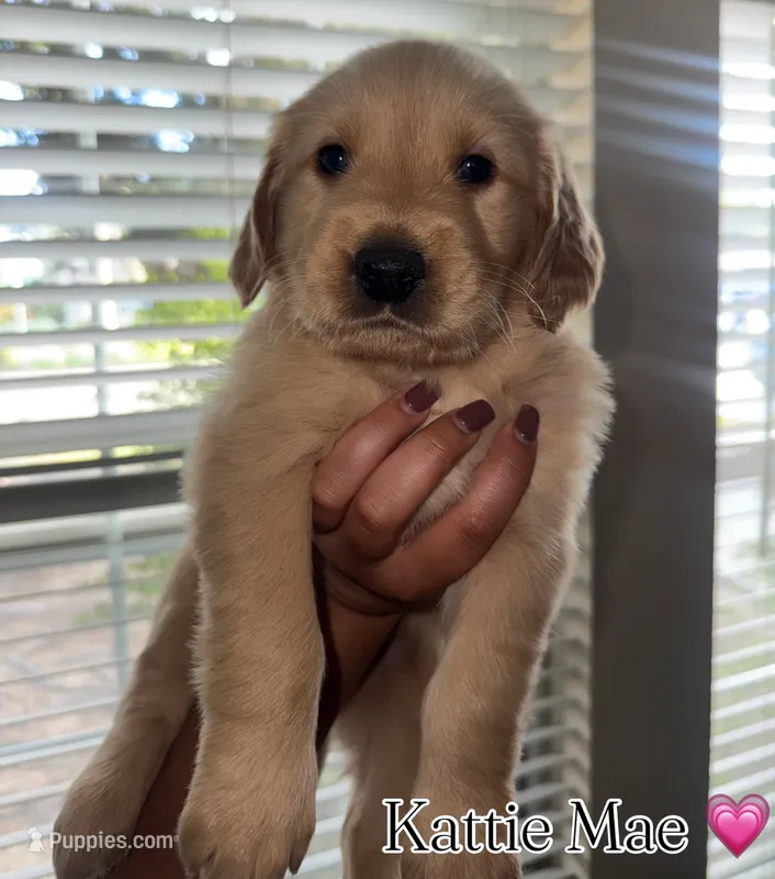 Kattie Mae  – Golden Retriever puppy for sale in Visalia, CA