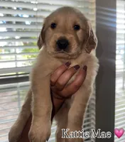 Kattie Mae , a female Golden Retriever for sale in Visalia, CA – 1 of 9