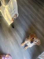 Charlie Brown, a male Golden Retriever for sale in Visalia, CA – 5 of 10