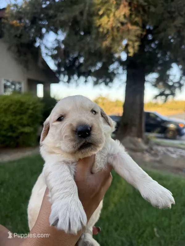 Wafer  – Golden Retriever puppy on hold in Visalia, CA