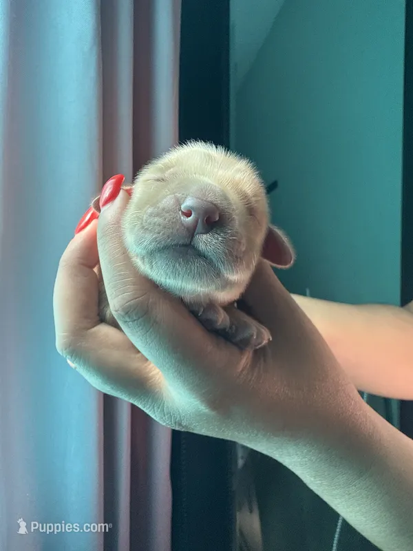 Linda  – Golden Retriever puppy for sale in Visalia, CA