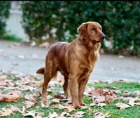 Purple CKC/DNA HLTH  Tested  , a male Golden Retriever for sale in Los Angeles, CA – 3 of 5
