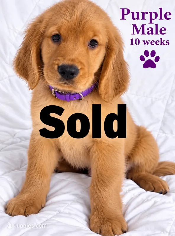 Purple CKC/DNA HLTH  Tested   – Golden Retriever puppy for sale in Los Angeles, CA
