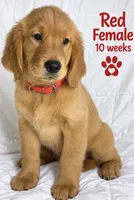 Red CKC/DNA HLTH Tested, a female Golden Retriever for sale in Los Angeles, CA – 2 of 3
