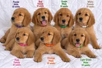 Red CKC/DNA HLTH Tested, a female Golden Retriever for sale in Los Angeles, CA – 3 of 3