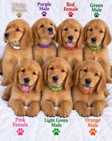 Orange CKC/DNA HLTH Tested, a male Golden Retriever for sale in Los Angeles, CA – 2 of 2