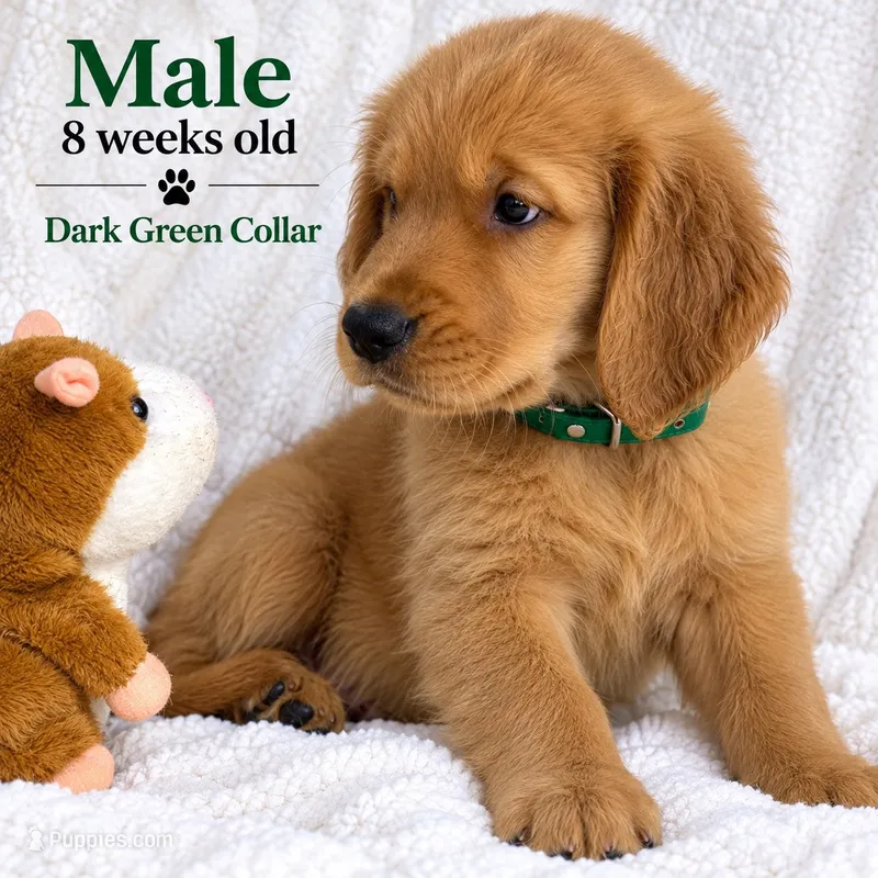 Dark Green Purebred – Golden Retriever puppy for sale in Los Angeles, CA