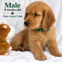 Dark Green Purebred, a male Golden Retriever for sale in Los Angeles, CA – 1 of 1