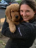 Light Green CKC/DNA HLTH Tested    , a male Golden Retriever for sale in Los Angeles, CA – 3 of 8