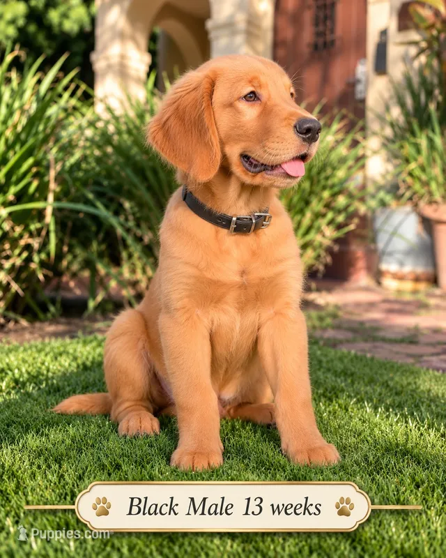Black DNA HLTH Tested – Golden Retriever puppy for sale in Los Angeles, CA
