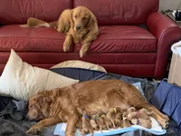 White AKC CKC.  DNA HlLTH Tested    , a female Golden Retriever for sale in Los Angeles, CA – 4 of 5